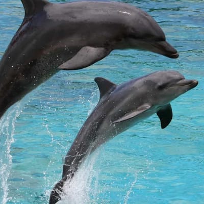 Swim with Dolphins in Side A Premium and Unforgettable Tour Experience