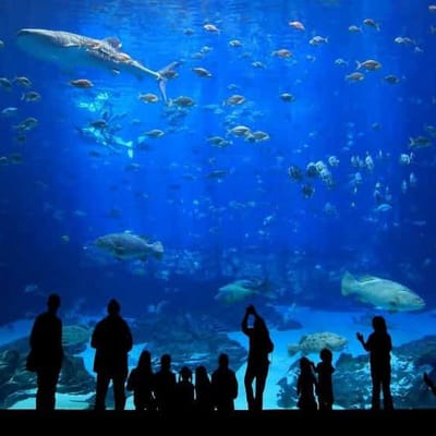 Eintrittskarte für das Antalya Aquarium inklusive Transfer