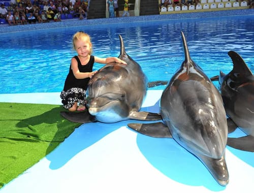 Swim with Dolphins in Alanya  Best Family Adventure