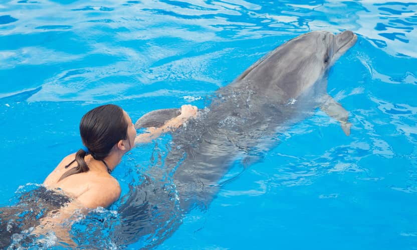 Swim with Dolphins in Alanya: Premium Tour with Transfer 4