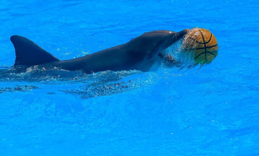 Kemer Dolphin Show with Hotel Transfer and Entry Ticket 3