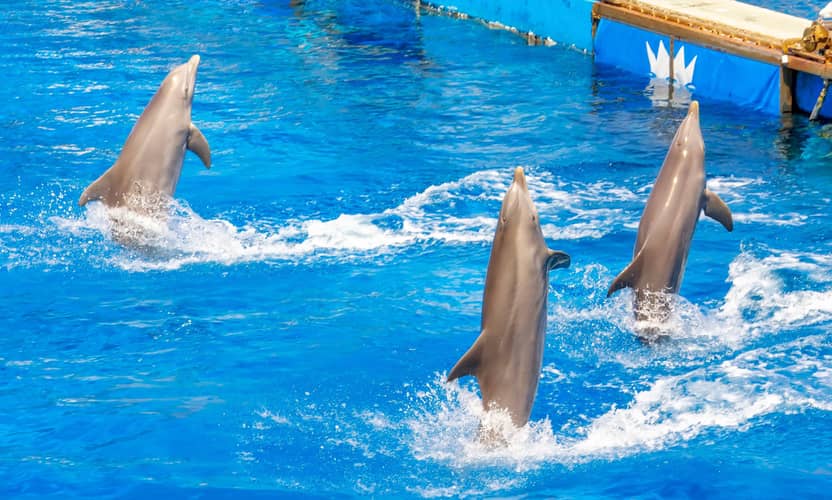 Kemer Dolphin Show with Hotel Transfer and Entry Ticket 4