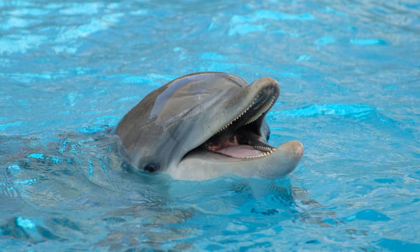 Swimming with Dolphins from Kemer with Hotel Transfer 6