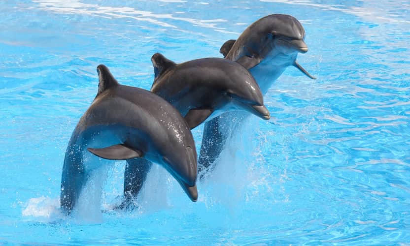 Swimming with Dolphins from Kemer with Hotel Transfer 7