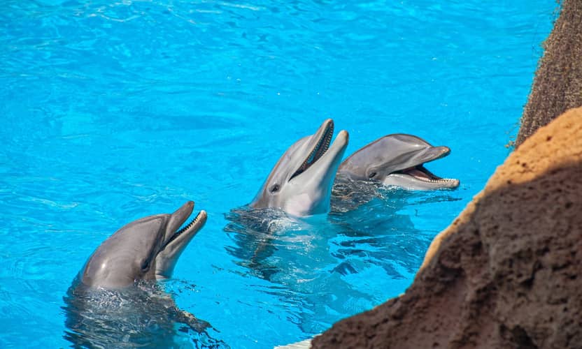Alanya Dolphin Show: Sea Lions and Transfer to Sealanya 3