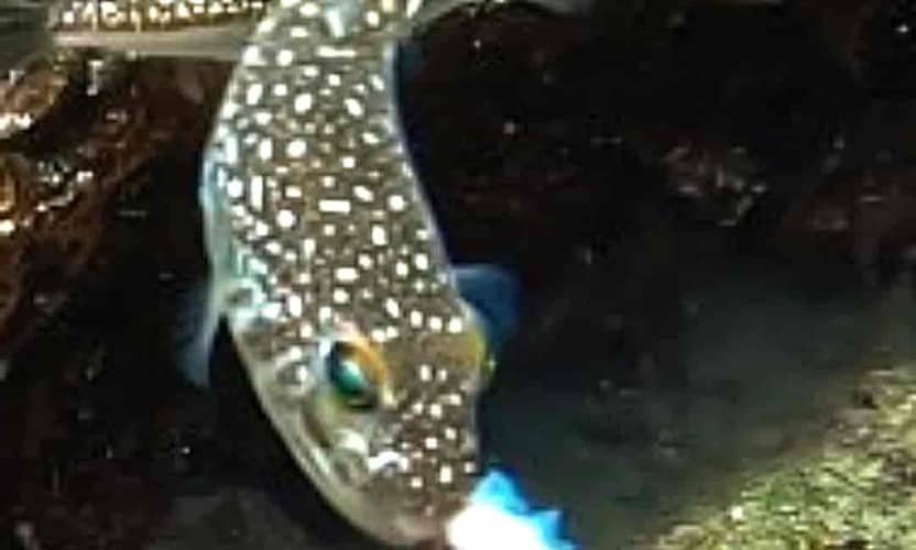 Kemer Diving Tour Departing from Antalya: 2 Dives, Transfer and Meal 7