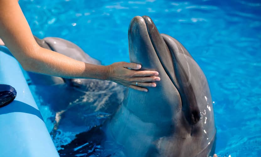 Spectacle de dauphins premium à Alanya – guide et transfert hôtel 4