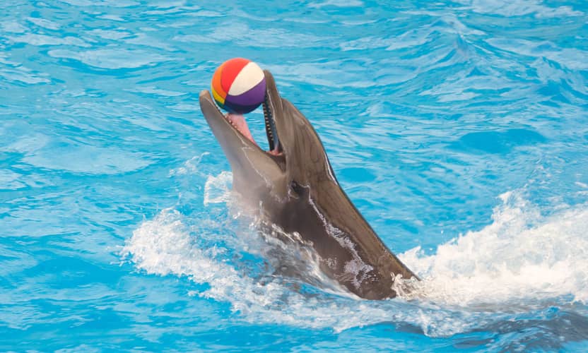 Alanya Dolphin Swim: An Unforgettable Family Adventure 2