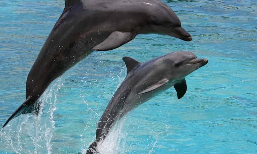 Schwimmen mit Delfinen ab Side: Begegnung im Delfinpark Aksu 1