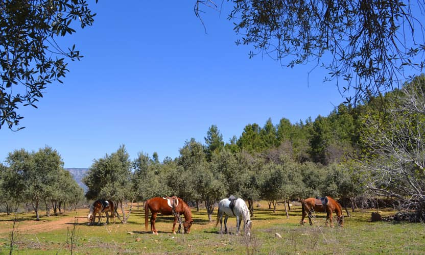Alanya Horse Riding Tour Through Pine Forests to Ancient Syedra 2