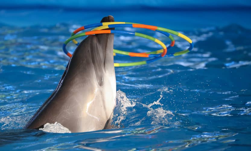 Alanya Dolphin Swim: An Unforgettable Family Adventure 5