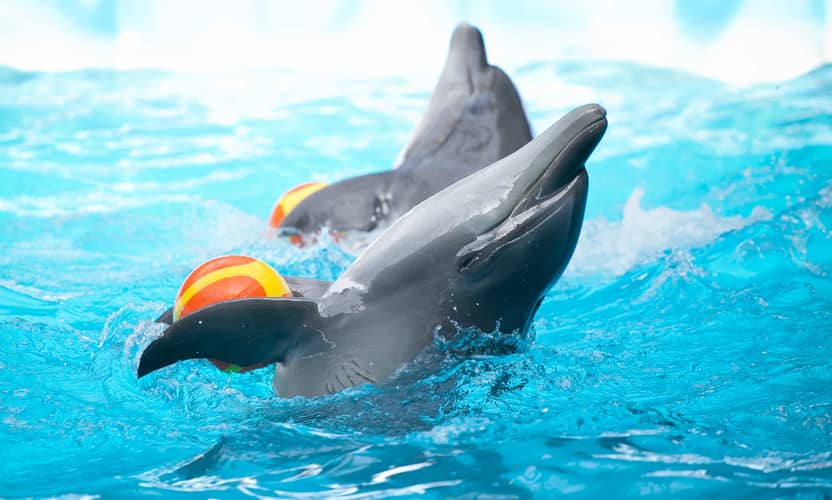 Alanya Dolphin Swim: An Unforgettable Family Adventure 4