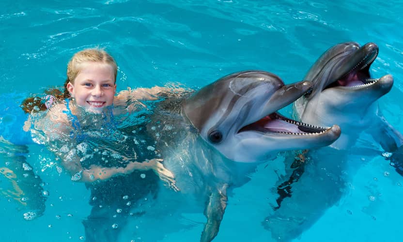 Spectacle de dauphins premium à Alanya – guide et transfert hôtel 2