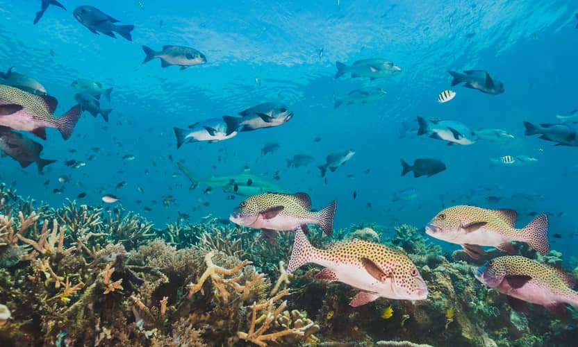Antalya Aquarium Entry and Shark Tunnel Walk with Hotel Transfer 4