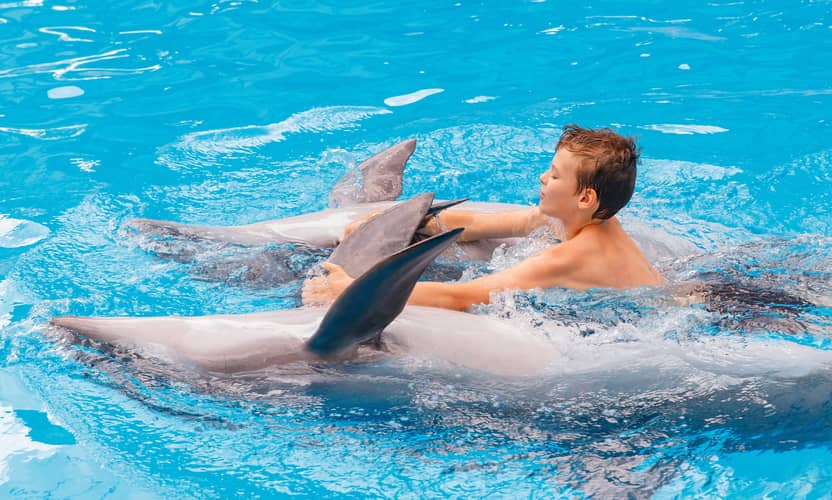 Spectacle de dauphins premium à Alanya – guide et transfert hôtel 1