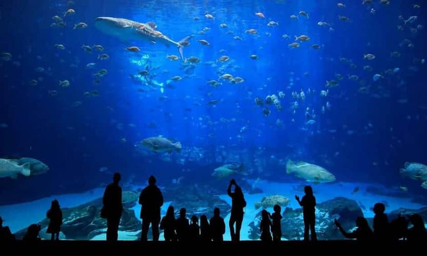 Antalya Aquarium Entry and Shark Tunnel Walk with Hotel Transfer 1