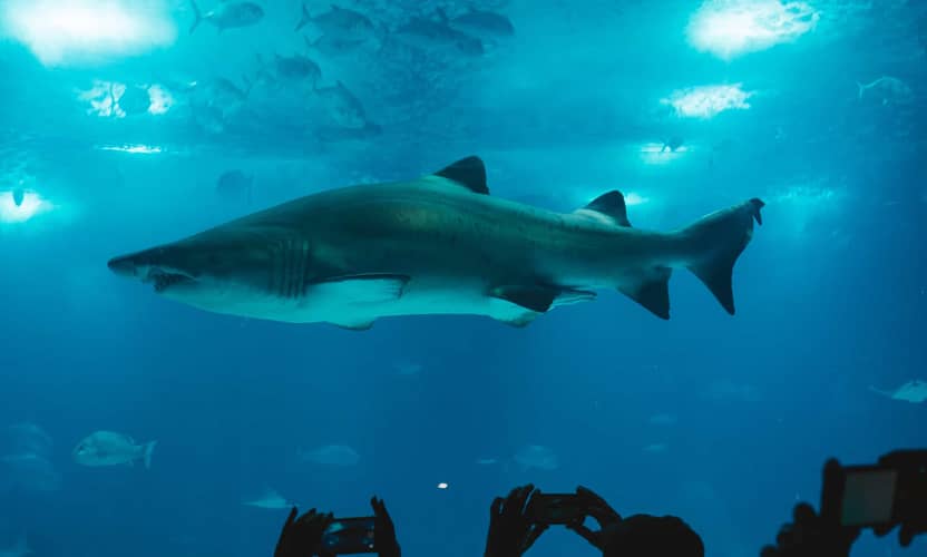 Antalya Aquarium Tour from Side with 131 m Tunnel and Free Time 3