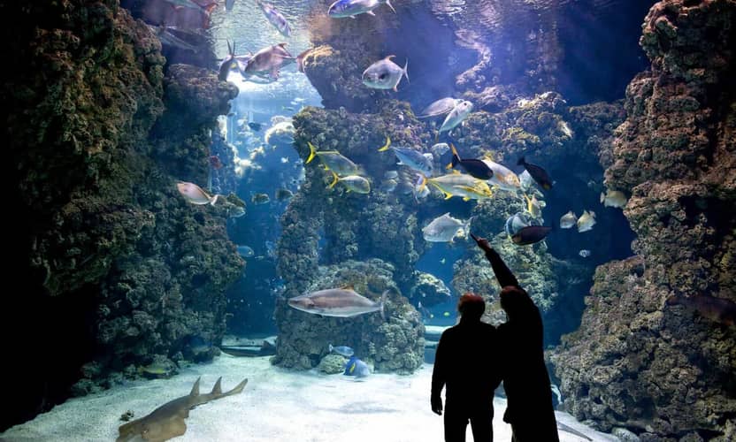 Antalya Aquarium Tour from Side with 131 m Tunnel and Free Time 5