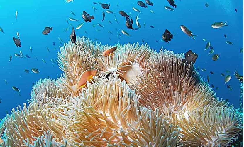 Kemer Diving Tour Departing from Antalya: 2 Dives, Transfer and Meal 2