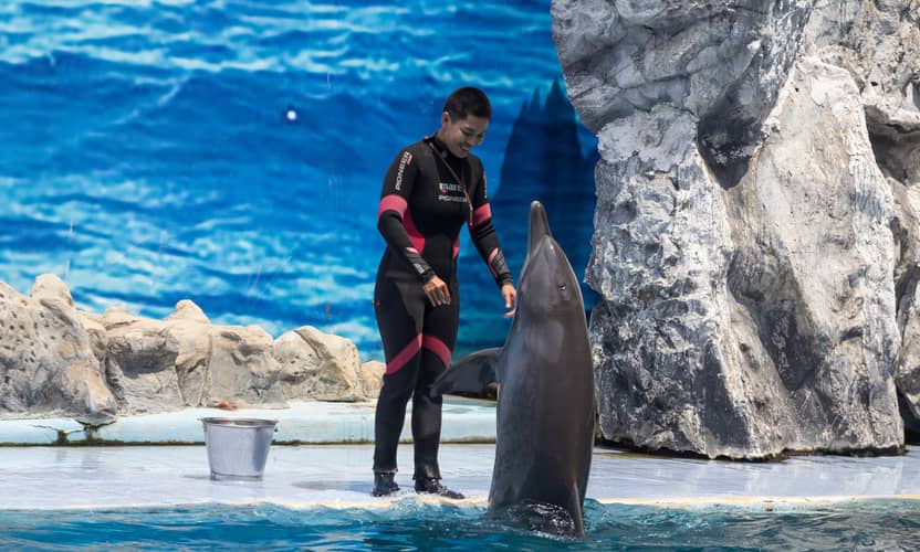 Kemer Dolphin Show with Hotel Transfer and Entry Ticket 2