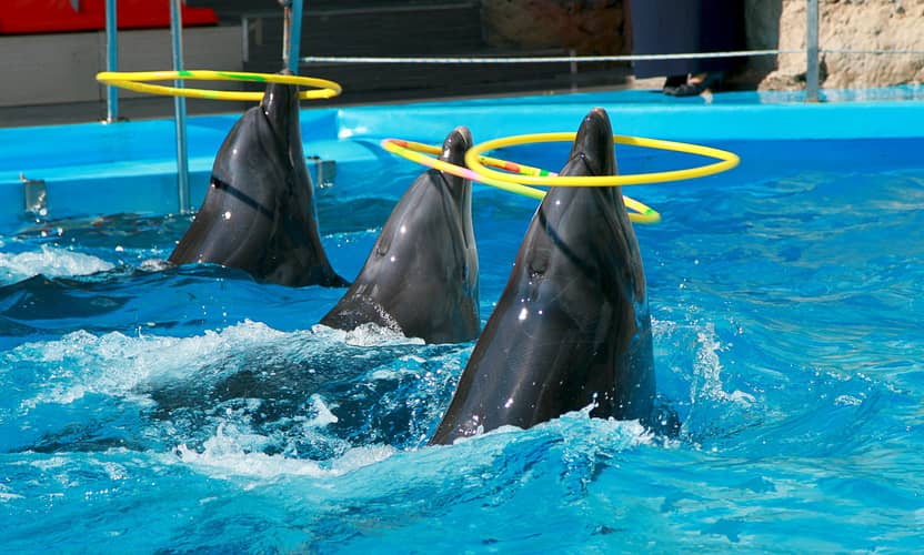 Alanya Dolphin Show: Sea Lions and Transfer to Sealanya 2
