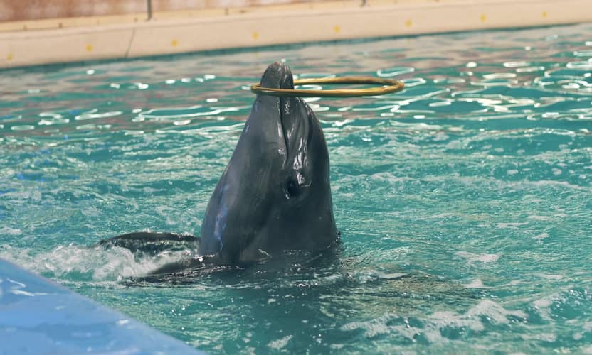 Alanya Dolphin Show with Sea Lions: Joy for the Whole Family 4