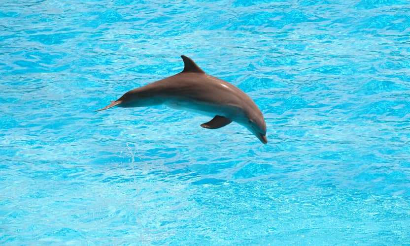 Alanya Dolphin Show with Sea Lions: Joy for the Whole Family 3